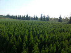 copaci foioase conifere arbuști plante târâtoare pepinieră funkie în Polonia