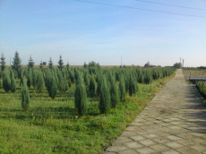 copaci foioase conifere arbuști plante târâtoare pepinieră funkie în Polonia